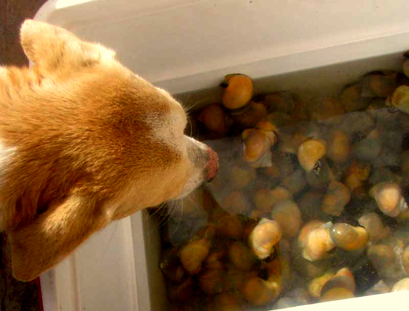 dog looking into cooler of Mexican Apple Snails, POMACEA FLAGELLATA