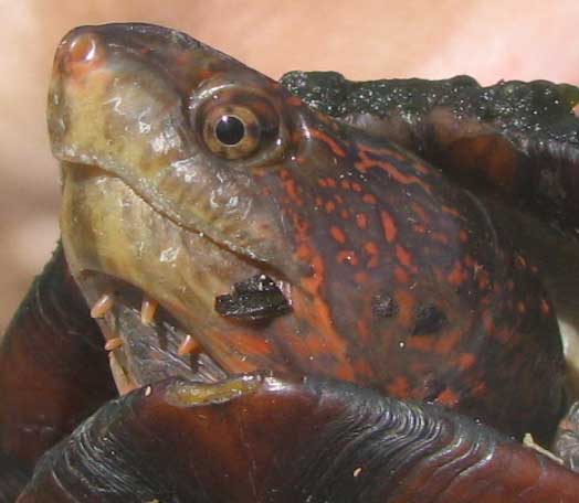 Red-cheeked Mud Turtle, KINOSTERNON SCORPIOIDES, face with barbels below