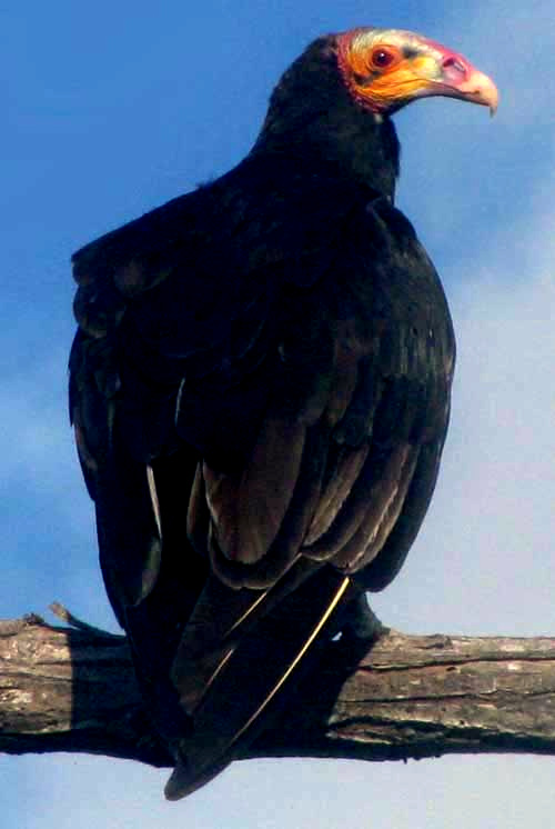 Lesser Yellow-headed Vulture, CATHARTES BURROVIANUS