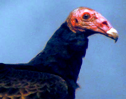 Turkey Vulture naked head showing ear hole