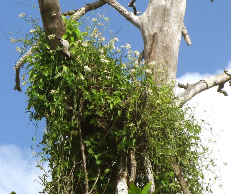 White Twinevine, FUNASTRUM CLAUSUM