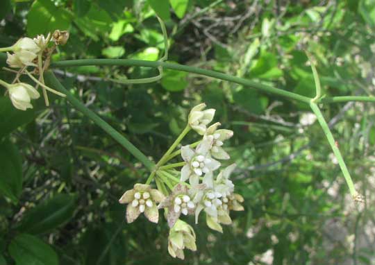 White Twinevine, FUNASTRUM CLAUSUM, flowers