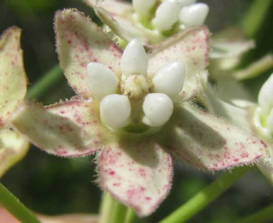 White Twinevine, FUNASTRUM CLAUSUM, flower close-up