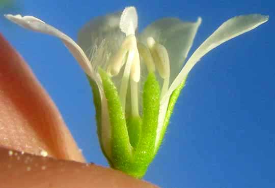 Goatweed, CAPRARIA BIFLORA, flower longitudinal section