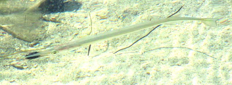 Atlantic Needlefish, STRONGYLURA MARINA, immature