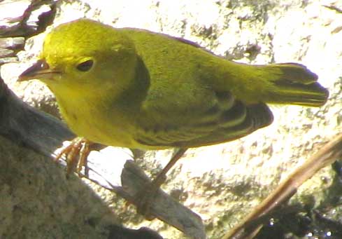 Yellow Warbler, DENDROICA PETECHIA