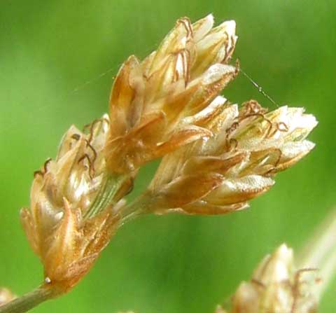spikelets of Hurricane-Grass or Tropical Fimbry, FIMBRISTYLIS CYMOSA