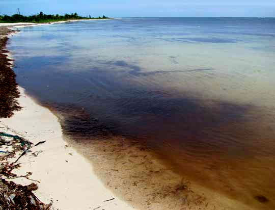 amber-colored mangrove water seeping into clear ocean water border=