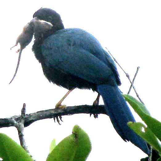 Yucatan Jay, CISSILOPHA YUCATANICUS, with dead mouse in beak