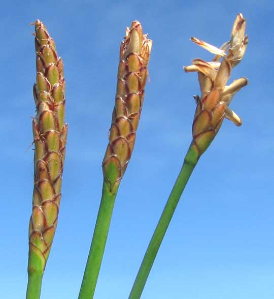 Gulf Coast Spikerush, ELEOCHARIS CELLULOSA, flowering heads