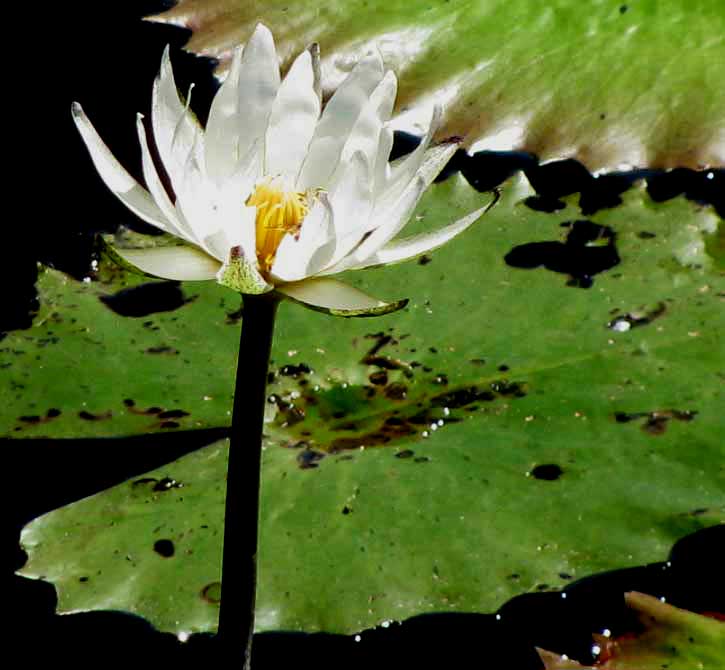 Dotleaf Waterlily, White Water Lily or White Lotus, NYMPHAEA AMPLA, flower and pad