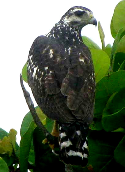 Common Black Hawk, BUTEOGALLUS ANTHRACINUS, immataure at four and a half months