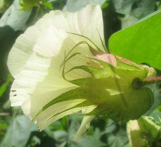 Tree Cotton, GOSSYPIUM HIRSUTUM, side view of flower showing bracts