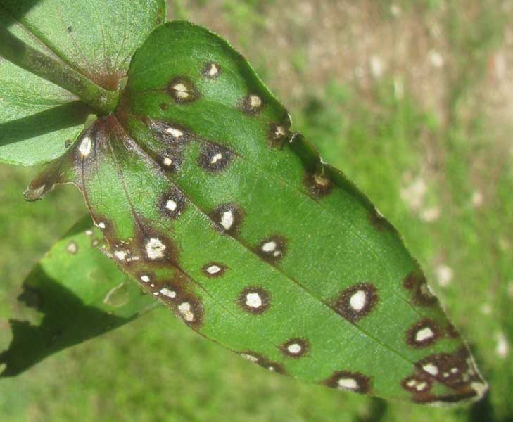 Alternaria Leaf Spot on Zinnia leaf