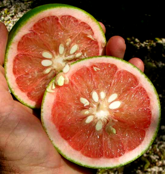 Grapefruit, CITRUS x PARADISI, cut-open fruit