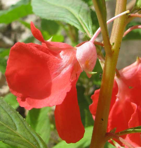 Garden Balsam, IMPATIENS BALSAMINA, side view of flower showing spur
