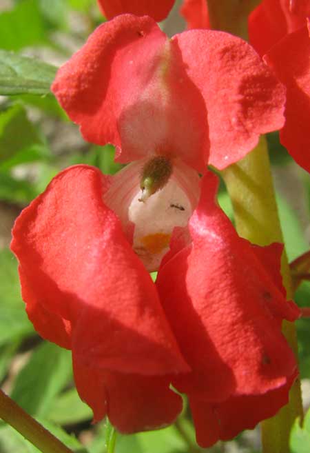 Garden Balsam, IMPATIENS BALSAMINA, flower, frontal view