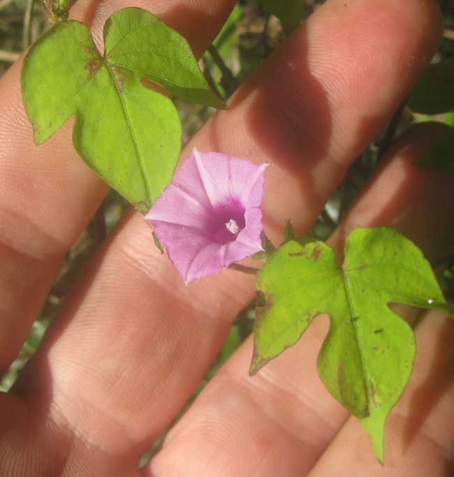 Little Bell Morning-Glory, IPOMOEA TRILOBA