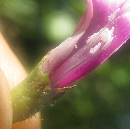Little Bell Morning-Glory, IPOMOEA TRILOBA, flower logitudinal section