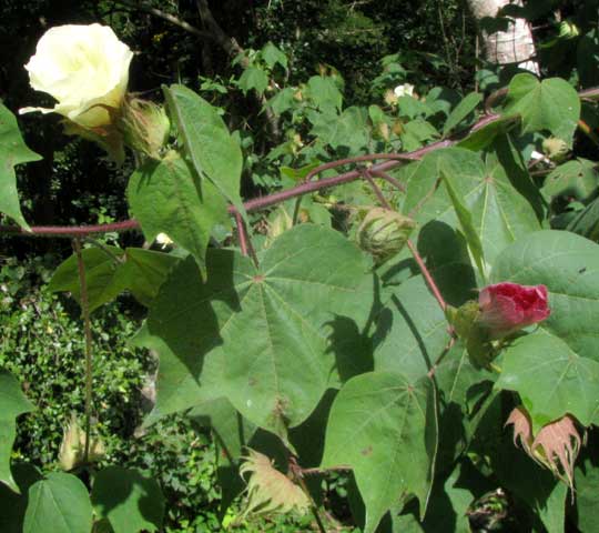 Tree Cotton, GOSSYPIUM HIRSUTUM, branch showing flowers of two different colors