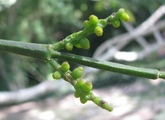 Needletipped Mistletoe, PHORADENDRON MUCRONATUM, squarred stems and immature fruits