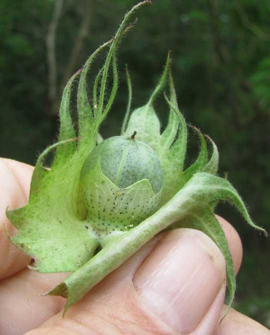 Tree Cotton, GOSSYPIUM HIRSUTUM, ovary developing into boll, showing glands