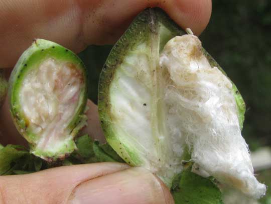 Tree Cotton, GOSSYPIUM HIRSUTUM, longitudinal section of ovary showing cotton fibers forming from white pulp