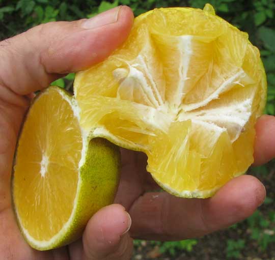 orange cut in half