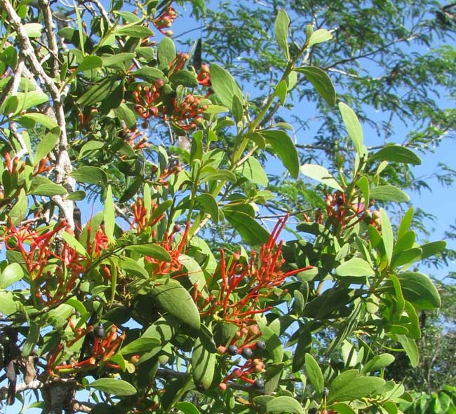 Mayan Tropical Mistletoe, PSITTACANTHUS MAYANUS