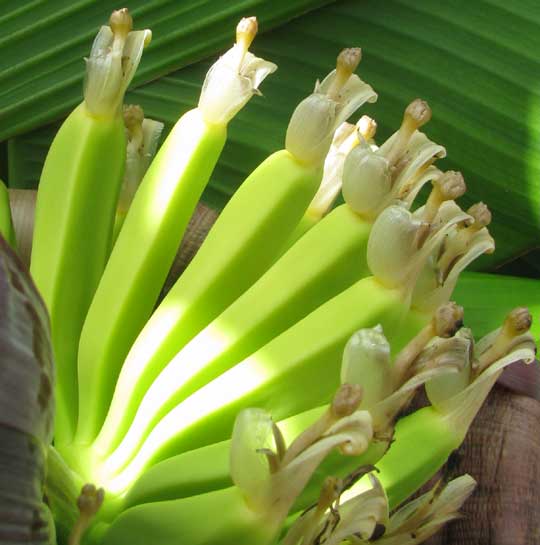 Dwarf Banana, MUSA NANA, female flowers