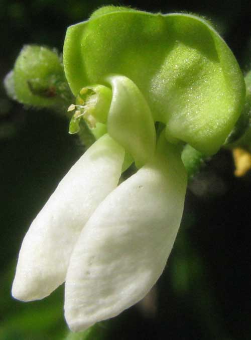 Flower of Maya Lima Bean or Butterbean, PHASEOLUS LUNATUS