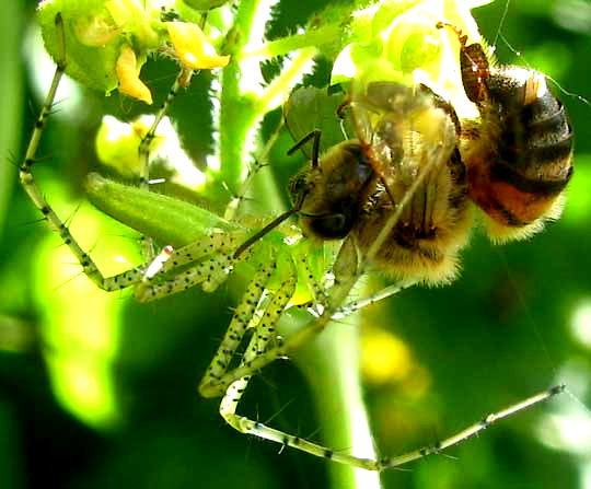 Green Lynx spider, PEUCETIA VIRIDANS, eating honeybee