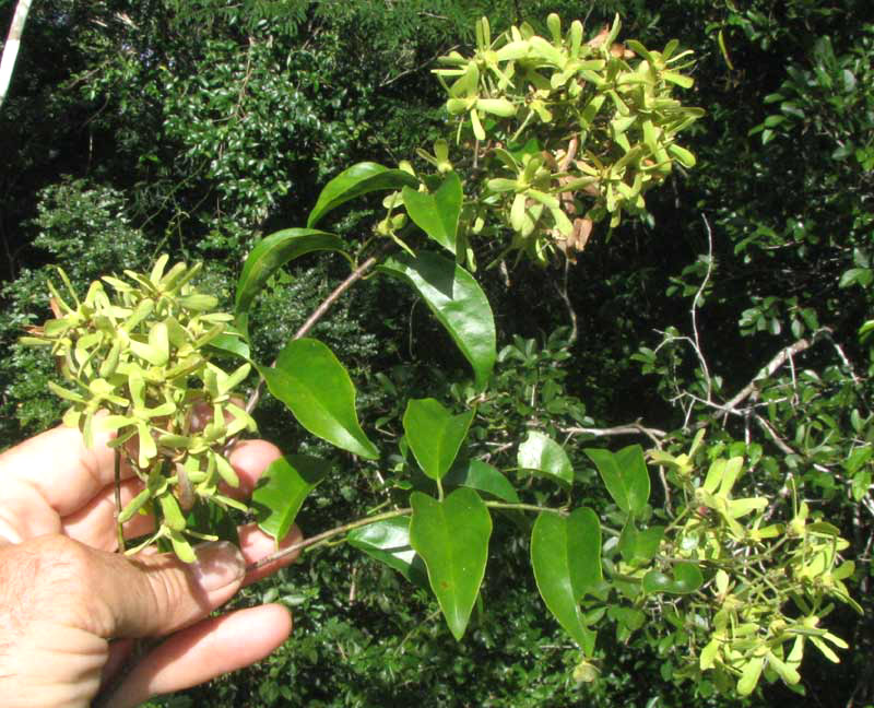 TETRAPTERIS, fruits & leaves