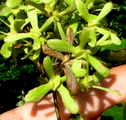 TETRAPTERIS, fruits