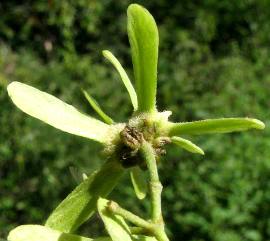 Tetrapterys schiedeana, glands beneath sepals