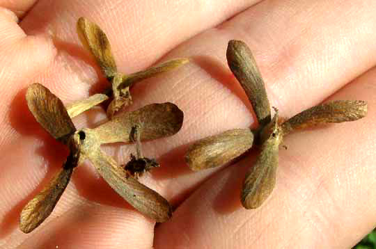 Tetrapterys schiedeana, winged fruits