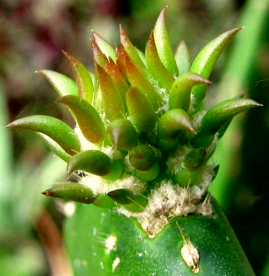 cactus leaves of Nopal Cactus, OPUNTIA FICUS-INDICA