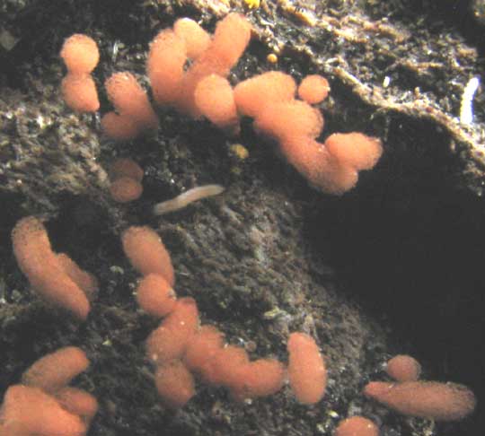 Slime mode sporangia or stalked fruiting bodies