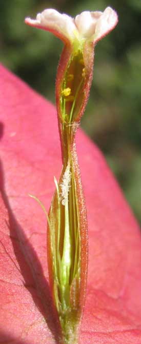 BOUGAINVILLEA, longitudinal section of flower
