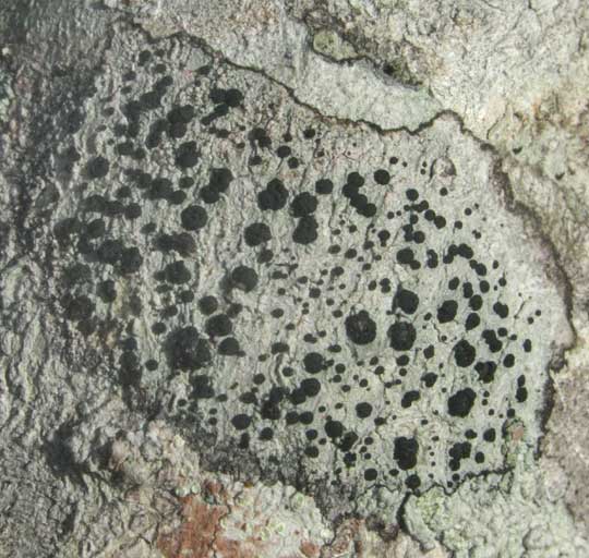 lichen or slime mold on bark of tree in the Yucatan