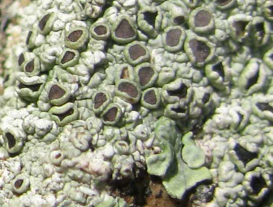 apothecia of lichen on tree in the Yucatan