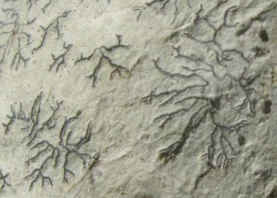 lichen? on tree bark in the Yucatan