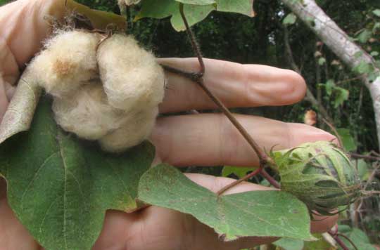 Tree Cotton, GOSSYPIUM HIRSUTUM, bolls open to show cotton fiber