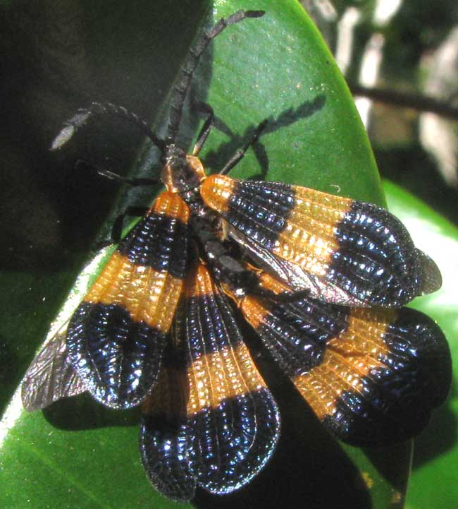 Net-winged Beetle, genus Calopteron, two males trying to mate with a female