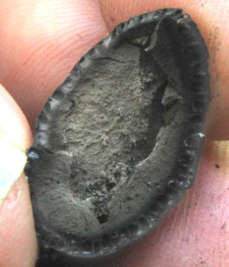 Black Earth-Tongue, genus GEOGLOSSUM, cross section