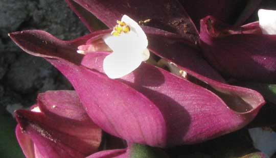 Boat Lily, TRADESCANTIA SPATHACEA, flowers showing arising from boatlike bracts