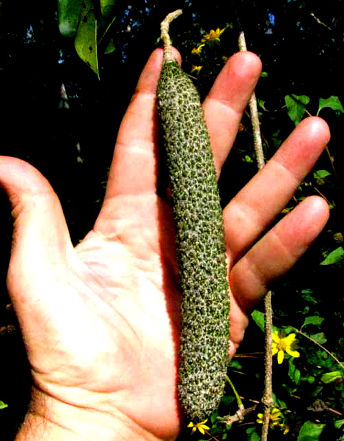 MANSOA VERRUCIFERA, warty fruit