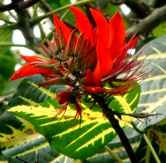Indian Coral Tree, ERYTHRINA VARIEGATA, flowers