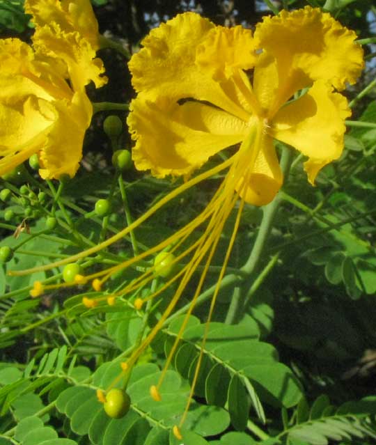 Yellow Dwarf Poinciana, Caesalpinia pulcherrima 'flava', flower