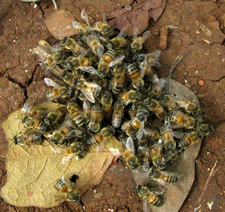 honeybees, Apis mellifera
